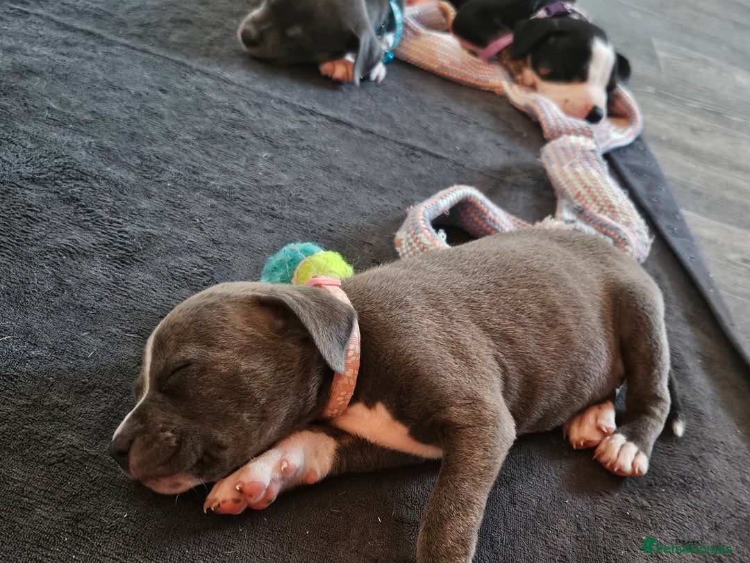 Mixed Breed dogs for sale: American Bulldog Cross Staffy puppies  - Image 18