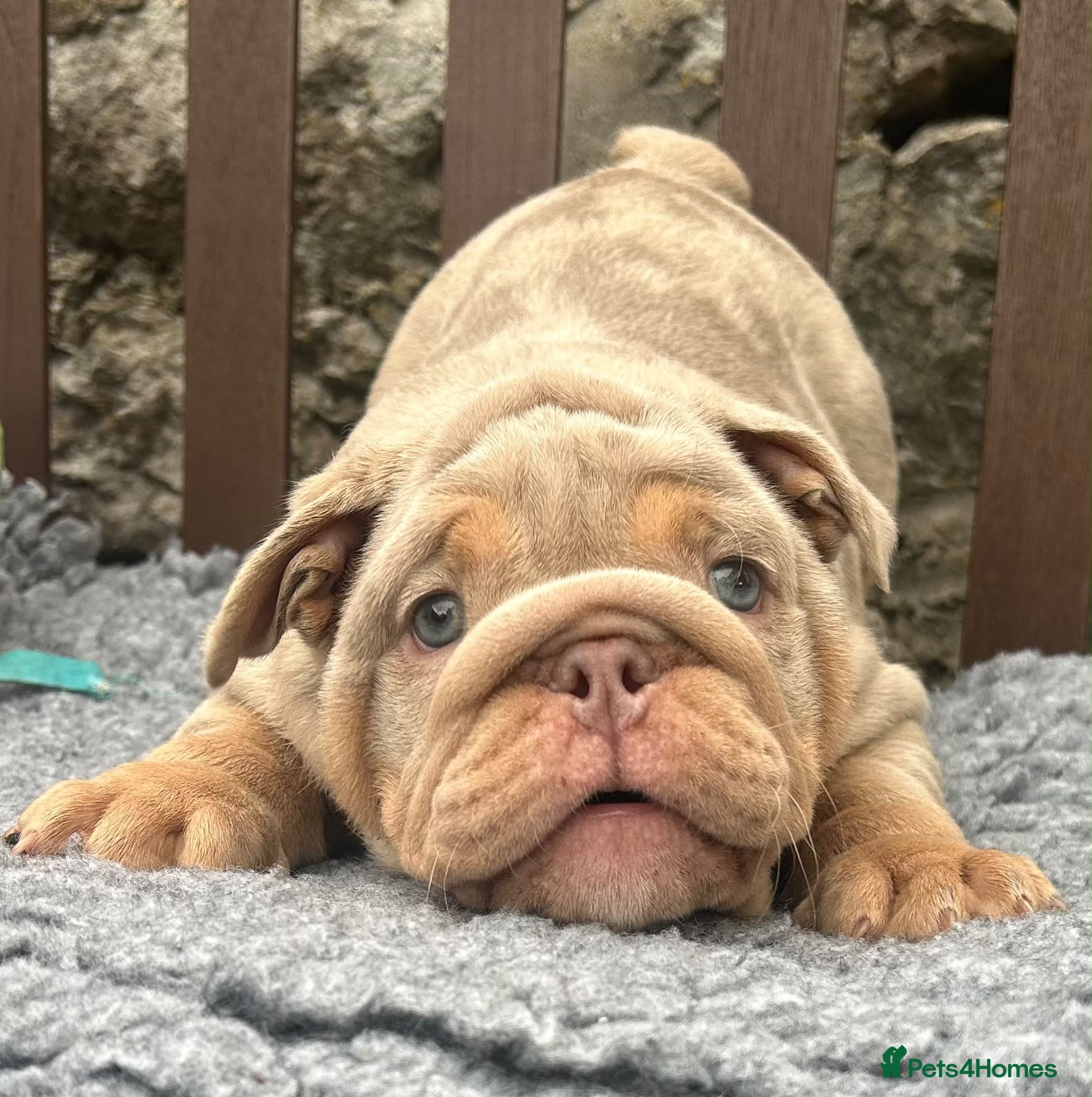 English Bulldog dogs Ready today! 2 boys left English bulldog puppies  - Advert 1