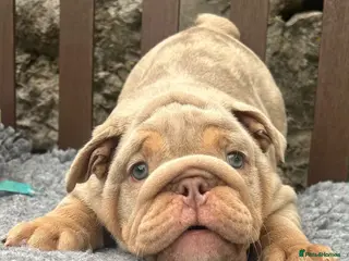 English Bulldog dogs Ready today! 2 boys left English bulldog puppies - Advert 1