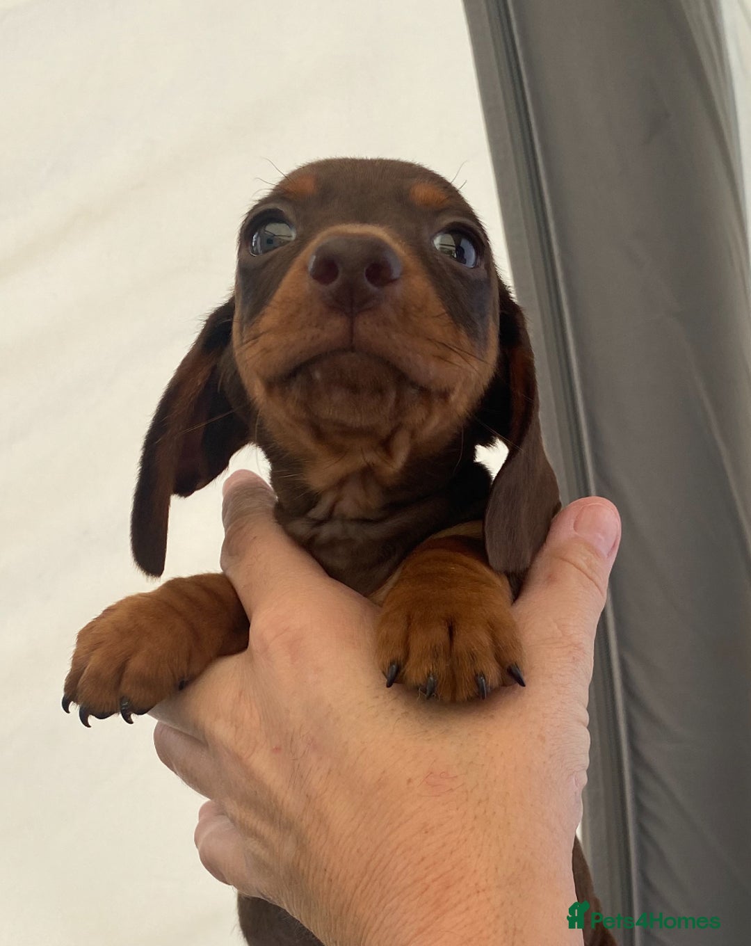 Dachshund dogs for sale: Dachshund puppies  - Image 12