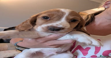 Cocker Spaniel dogs - Advert 2