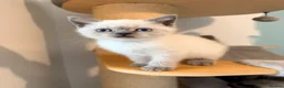 British Shorthair cats for sale: Beautiful Colour point kittens available now! - Advert 9