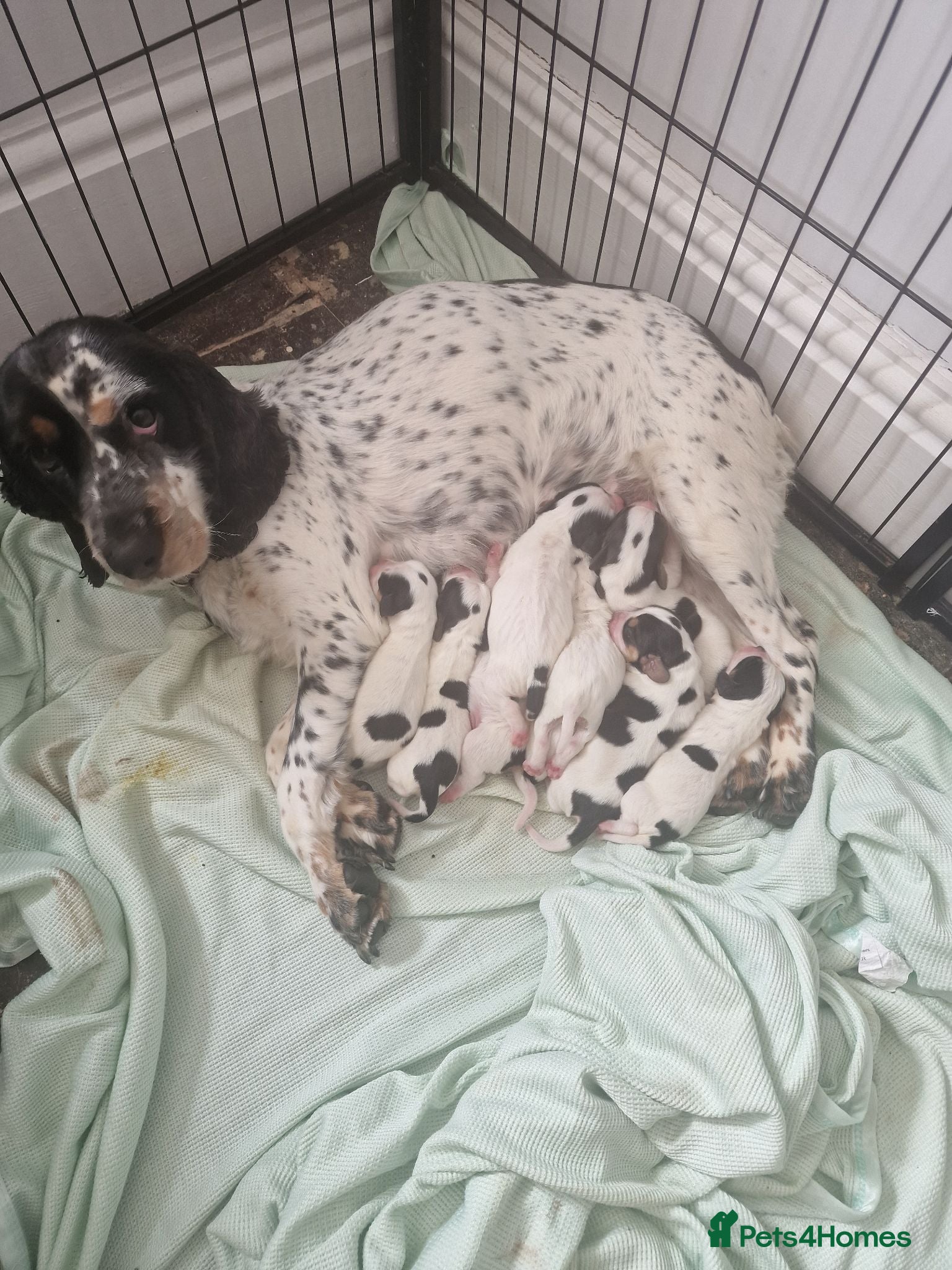 Mixed Breed dogs Litter of 8 bocker puppies  - Advert 14