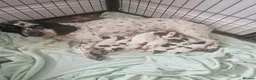Mixed Breed dogs for sale: Litter of 8 bocker puppies  - Advert 1