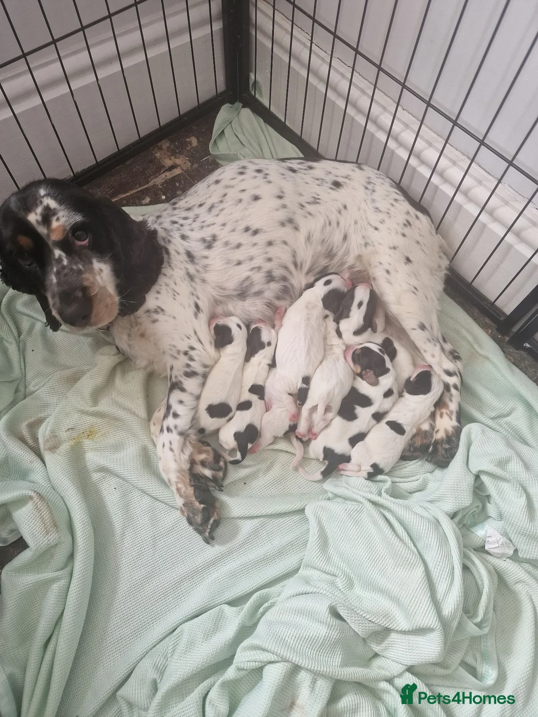 Mixed Breed dogs for sale: Litter of 8 bocker puppies  - Advert 1