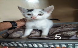 Mixed Breed cats for sale: Kitten for sale(20£) - Image 5
