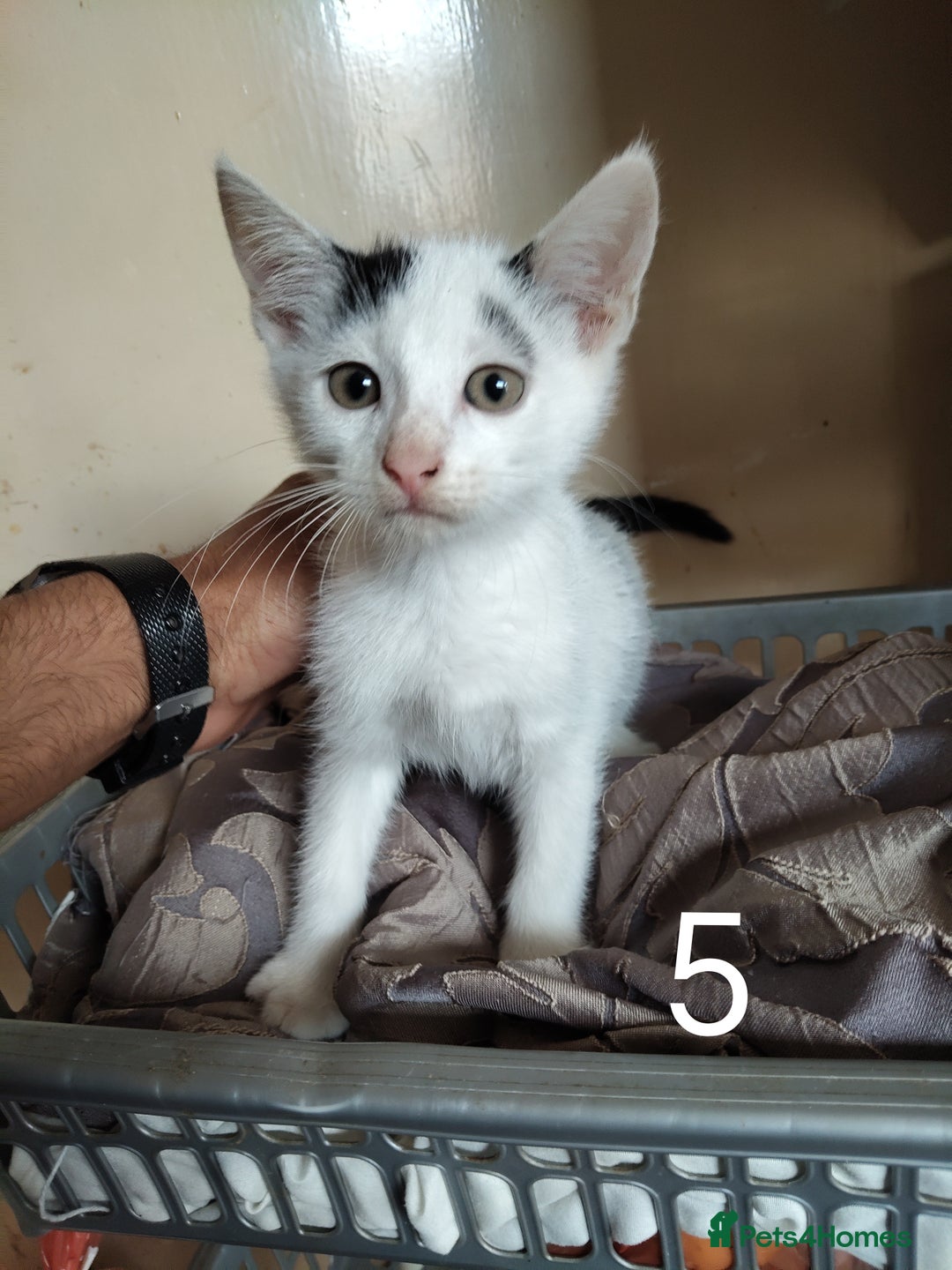 Mixed Breed cats for sale: Kitten for sale(20£) - Image 5