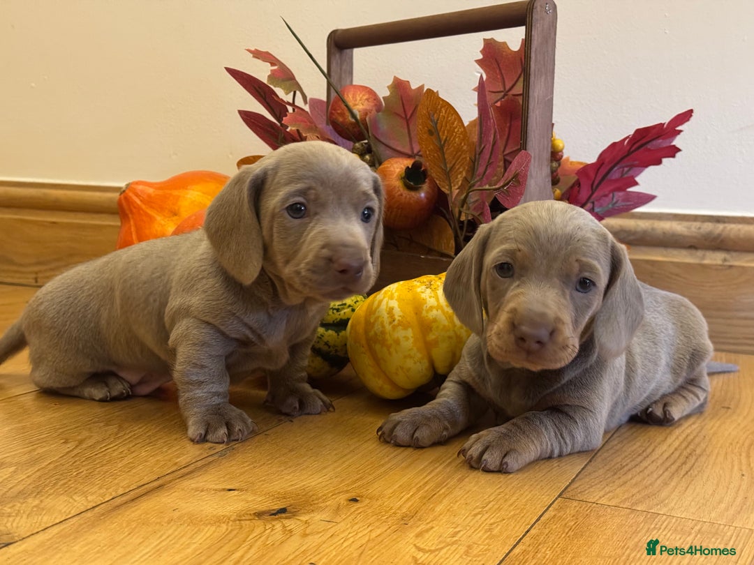Miniature Dachshund dogs for sale: Isabella Dachshund Boys  - Image 3