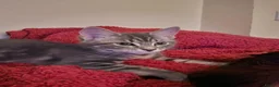 British Longhair cats for sale: One British long haired and one short haired.  - Advert 14