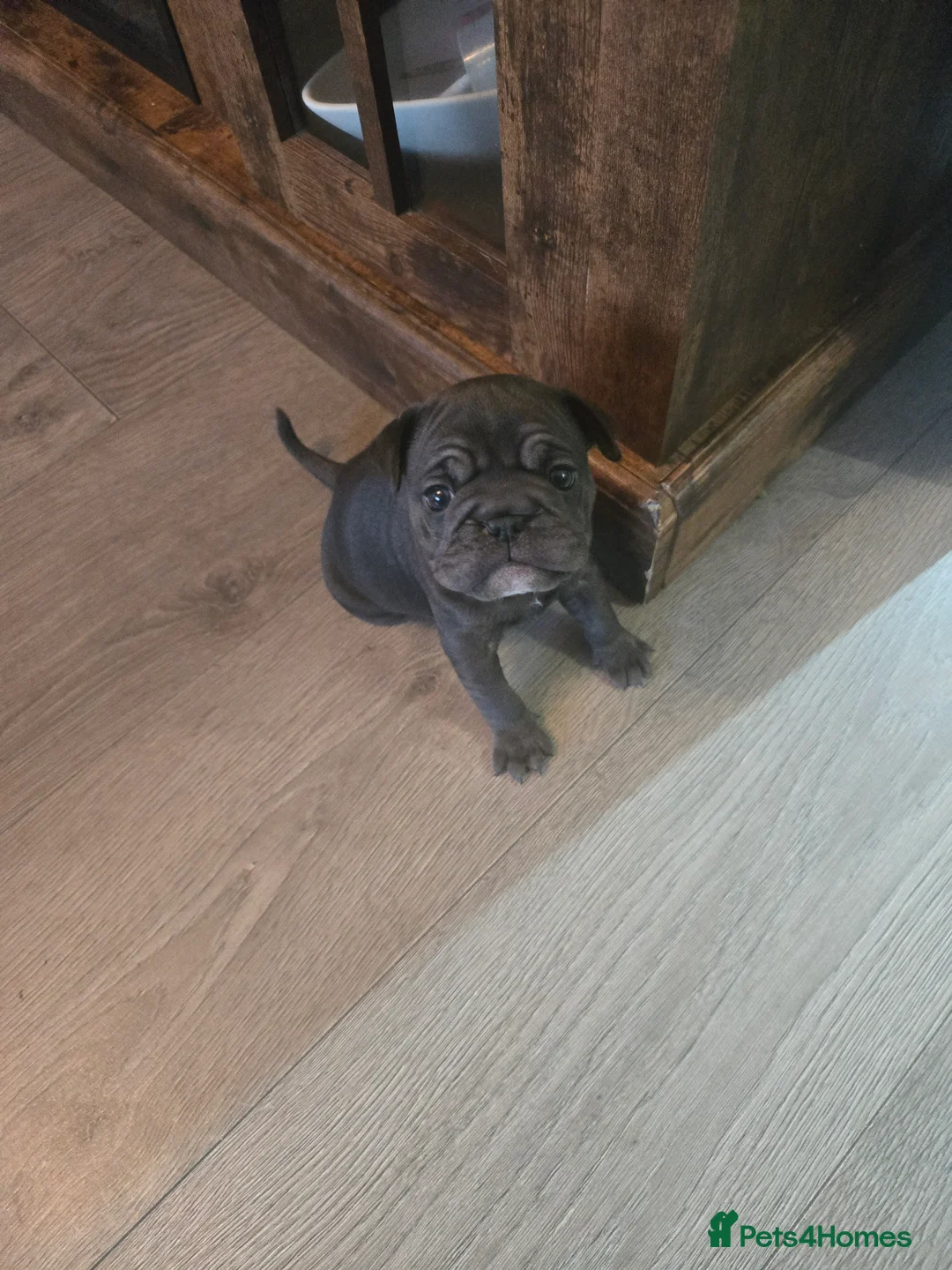 Frug dogs for sale: Frugs - Advert 2