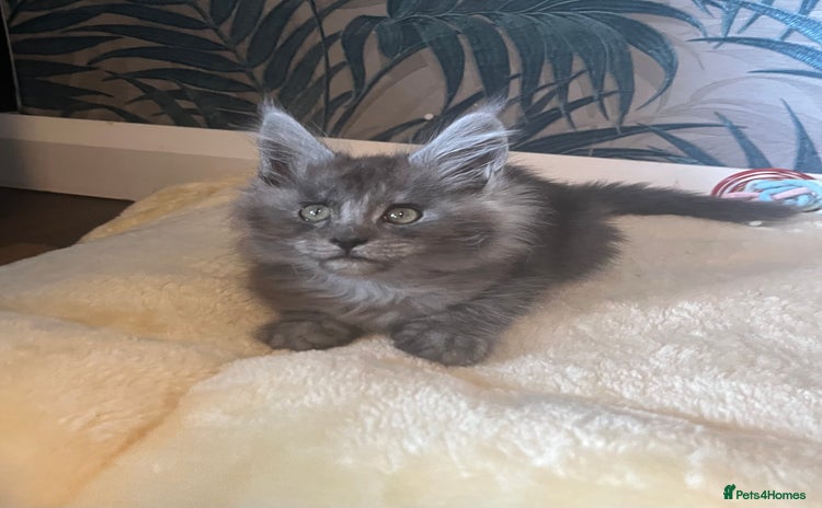 Maine Coon cats - Advert 4