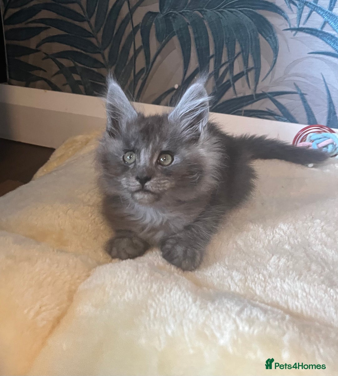 Maine Coon cats for sale: Stunning Maincoon kittens - Image 1