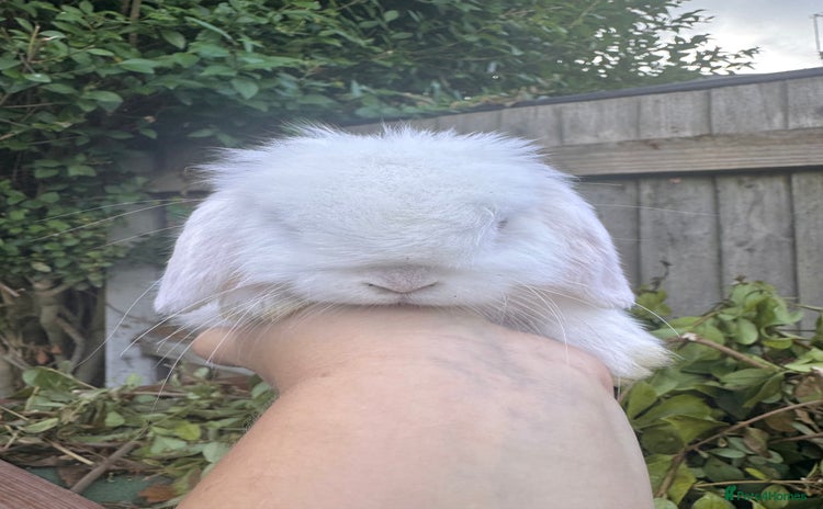 Mini Lop rabbits - Advert 1