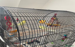 Budgerigars birds for sale: 2 budgies with cage - Image 3