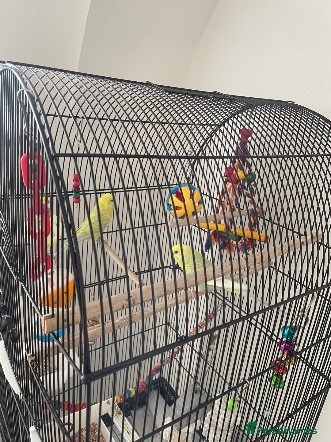 Budgerigars birds for sale: 2 budgies with cage - Image 3