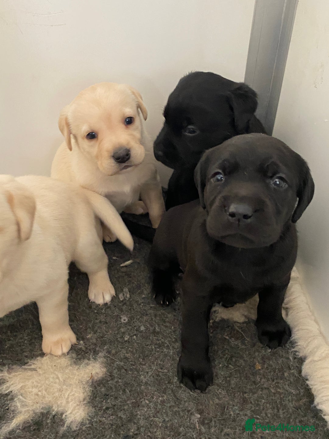 Labrador Retriever dogs for sale: Yellow and Black Labrador puppies  - Image 7