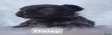 Daisy