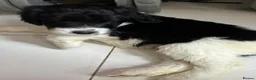 Mixed Breed dogs for sale:  bernedoodles - Advert 27