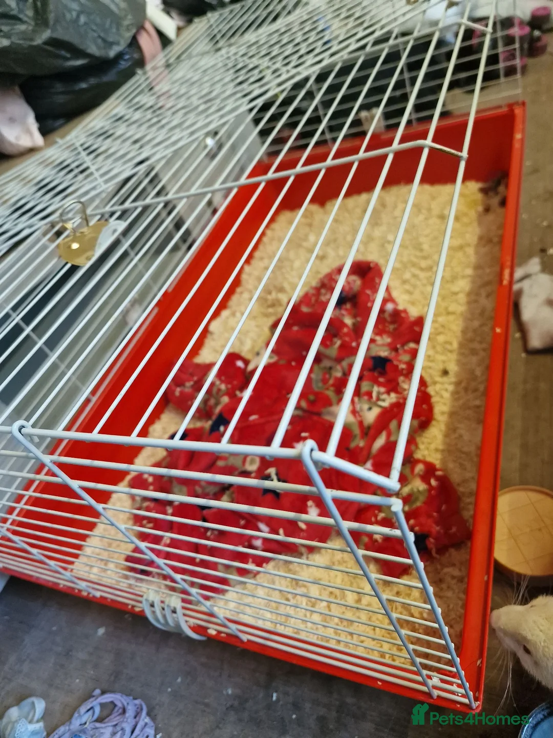 Ferret rodents for sale: Ferret 10w male  friendly  large cage can deliver  in High Peak - Advert 1