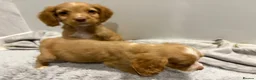 Cockapoo dogs for sale: Cockapoo ready to leave - Advert 10