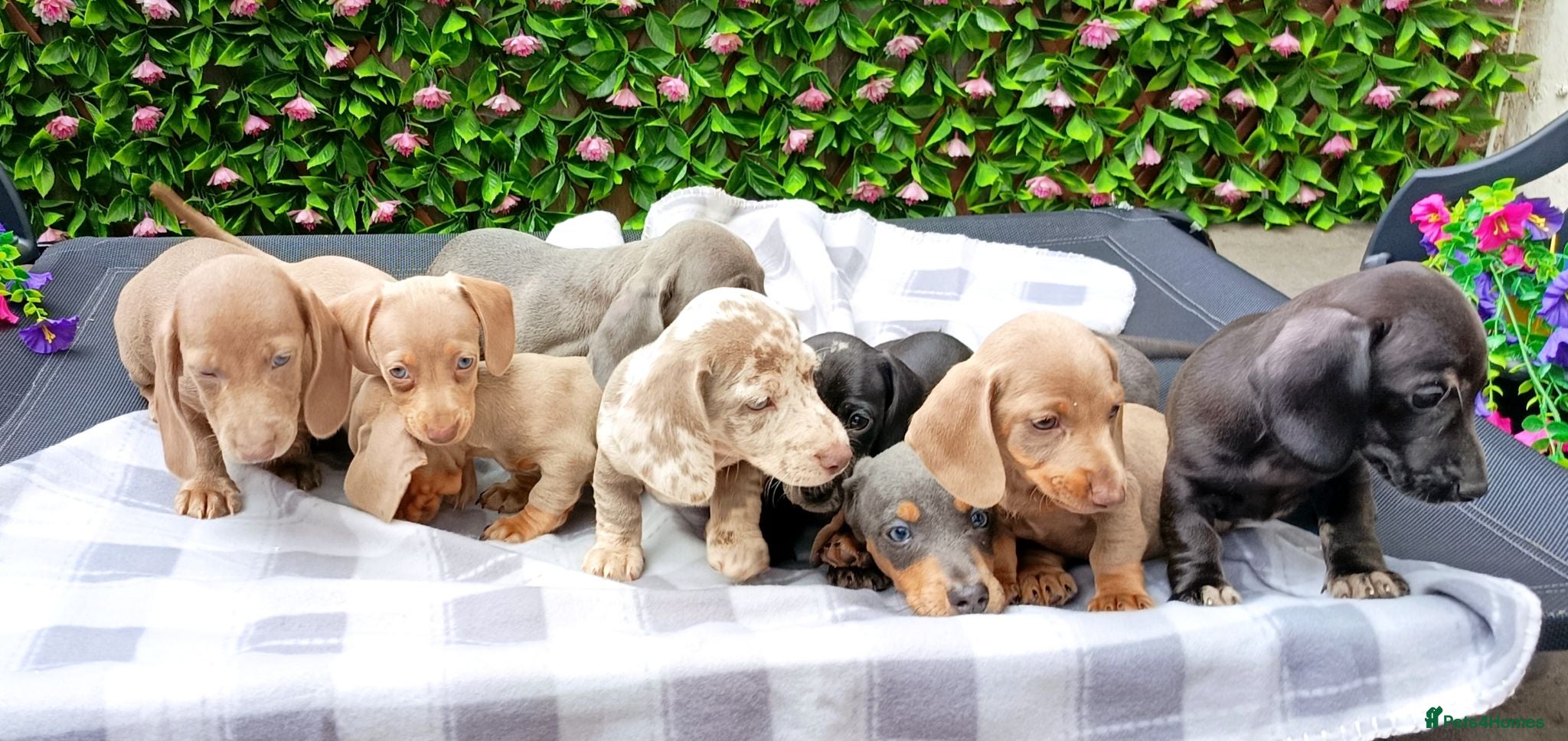 Dachshund dogs QUAILTY MINI KC Reg PRA CLEAR  - Advert 1