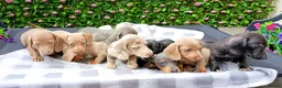 Dachshund dogs for sale: FULLY VAX READY NOW QUAILTY MINI KC Reg PRA CLEAR  - Advert 8