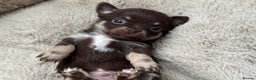 Chihuahua dogs for sale: READY 24th 🤎 Outstanding Chocolate Puppies 🧸🐻🤎 - Advert 10