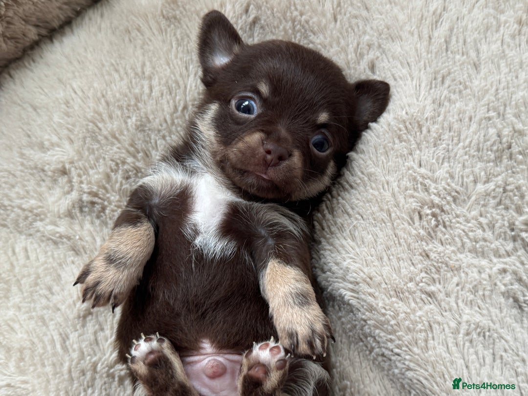 Chihuahua dogs for sale: READY 24th 🤎 Outstanding Chocolate Puppies 🧸🐻🤎 - Advert 10