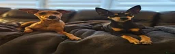Miniature Pinscher dogs for sale: Miniature Pincher with Prague Ratter lineage - Advert 16