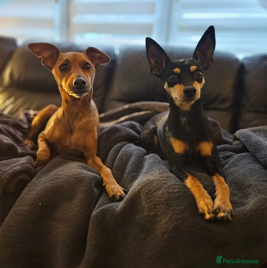 Miniature Pinscher dogs for sale: Miniature Pincher with Prague Ratter lineage - Advert 16