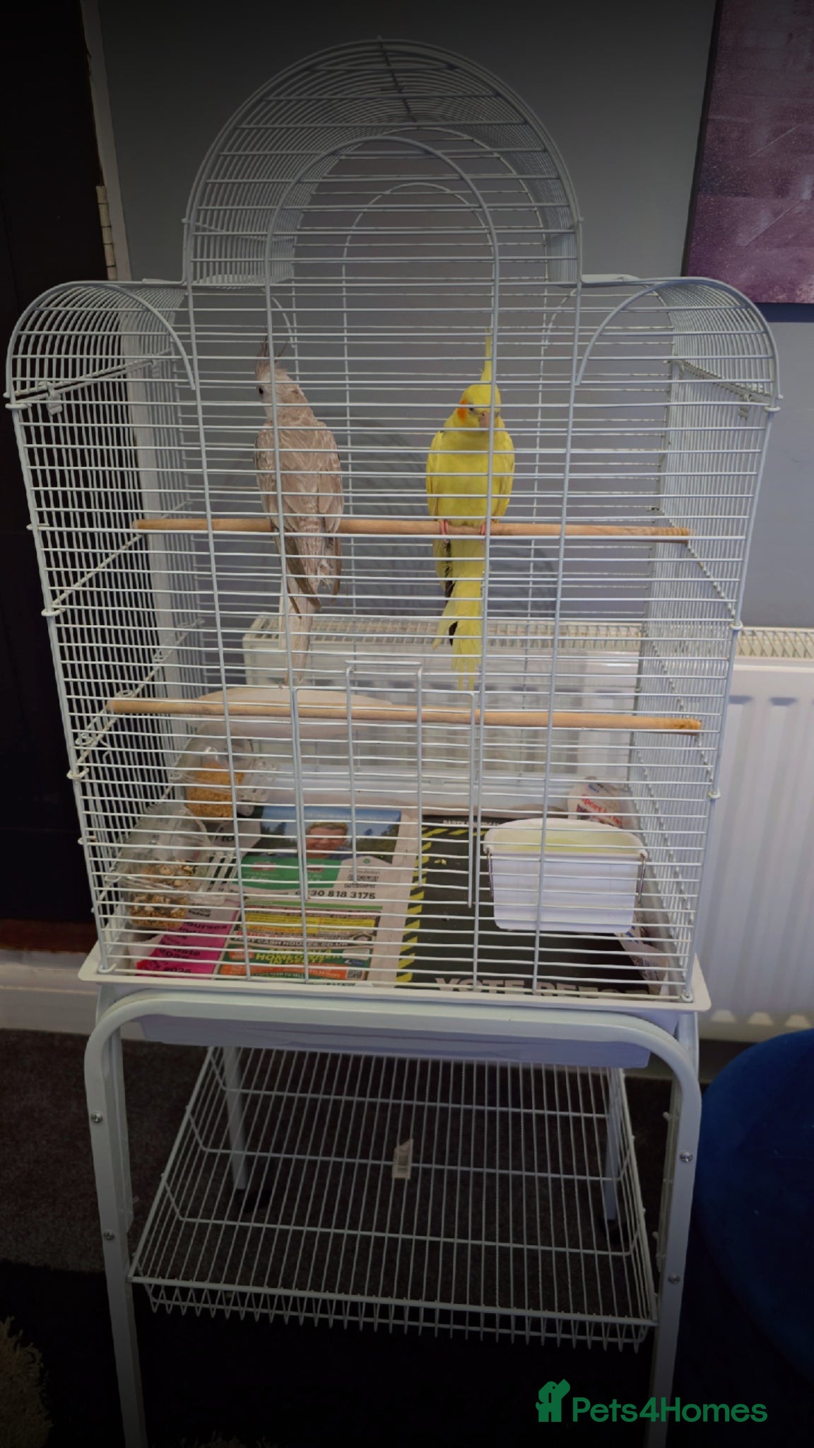 Cockatiels birds 2 cockatiels with cage - Advert 13