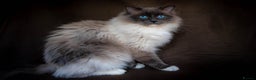 Ragdoll cats for stud: Stunning Blue mitted 'Smokey'  in Bedworth - Advert 3