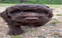 Cockapoo dogs for sale: Chocolate  merle  - Image 1