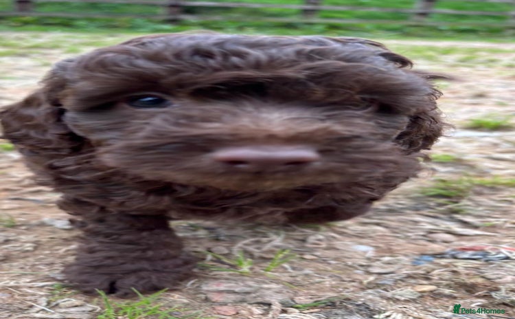 Cockapoo dogs - Advert 7