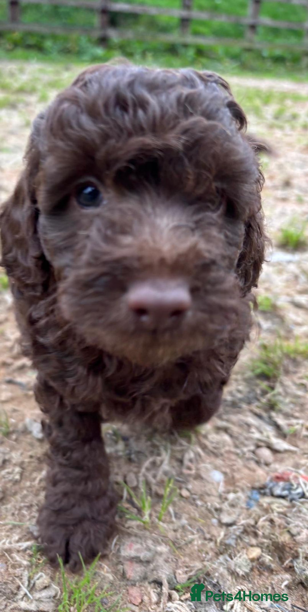 Cockapoo dogs for sale: Chocolate  merle  - Image 1