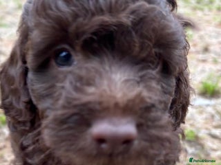 Cockapoo dogs - Advert 5