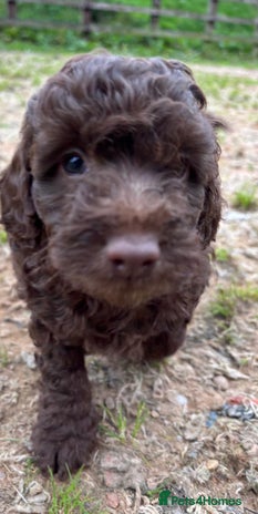 Cockapoo dogs - Advert 7