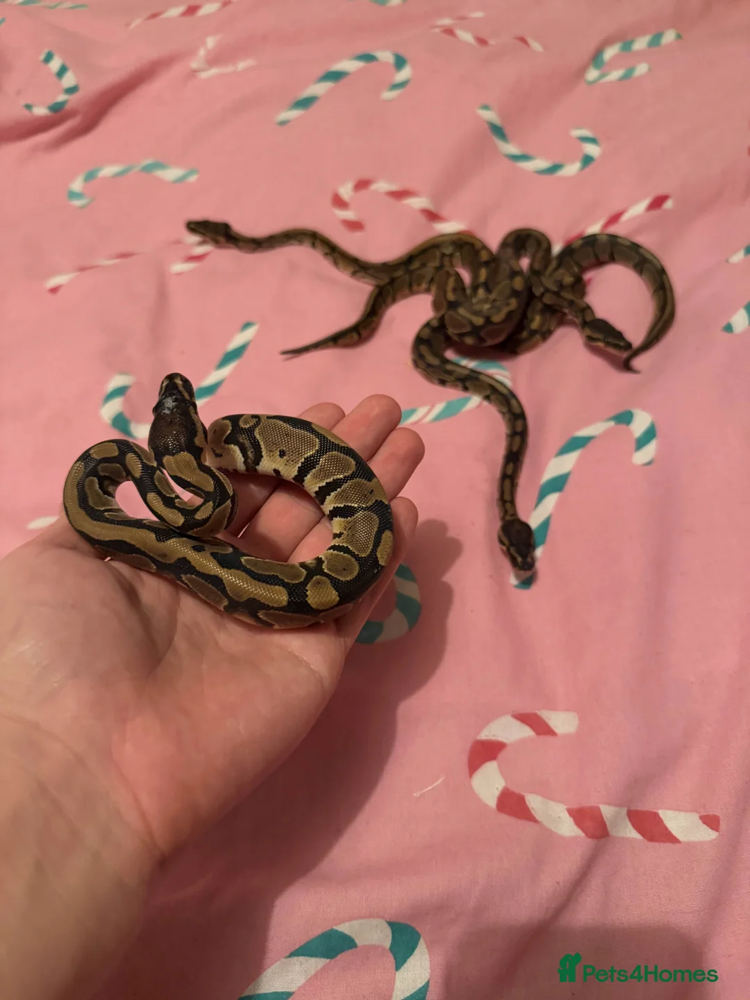 Python Snake reptiles for sale: 2ball python older girl pics are no on ad   - Advert 2