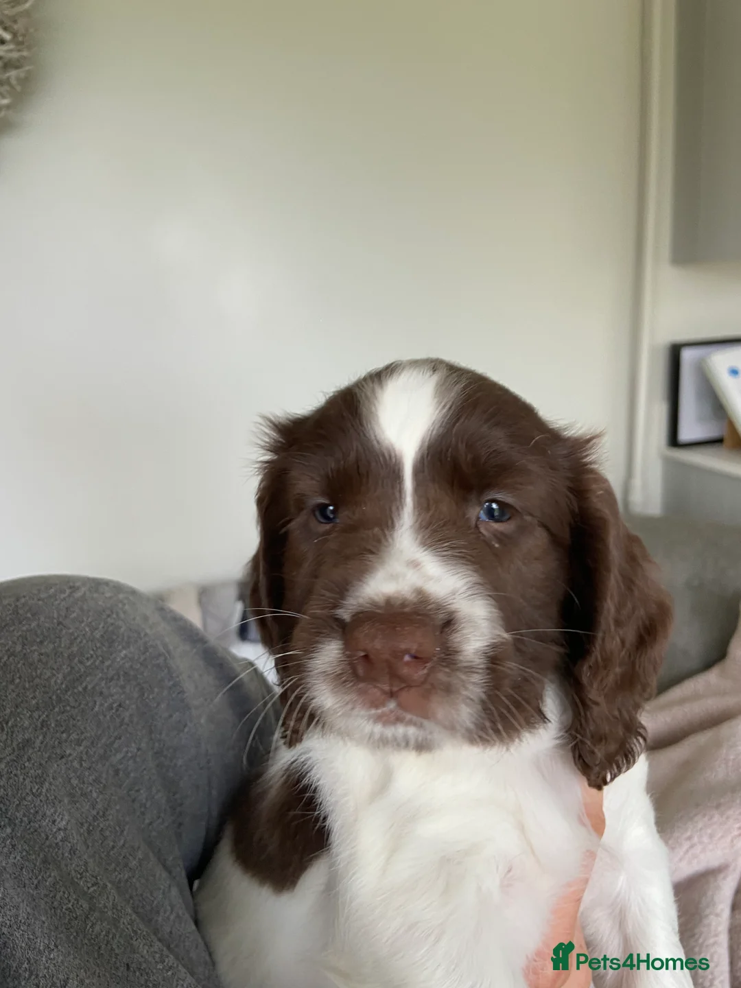 English Springer Spaniel dogs for sale: Springer spaniel puppies - 2 boys remaining - Advert 4