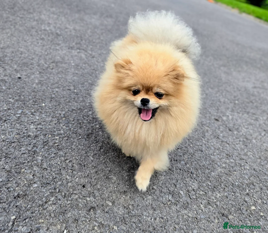 Pomeranian dogs for sale: Tiny hearts wrapped in fluffy coats ready for love - Advert 2