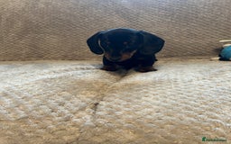 Miniature Dachshund dogs for sale: Miniature dachshund  - Image 3