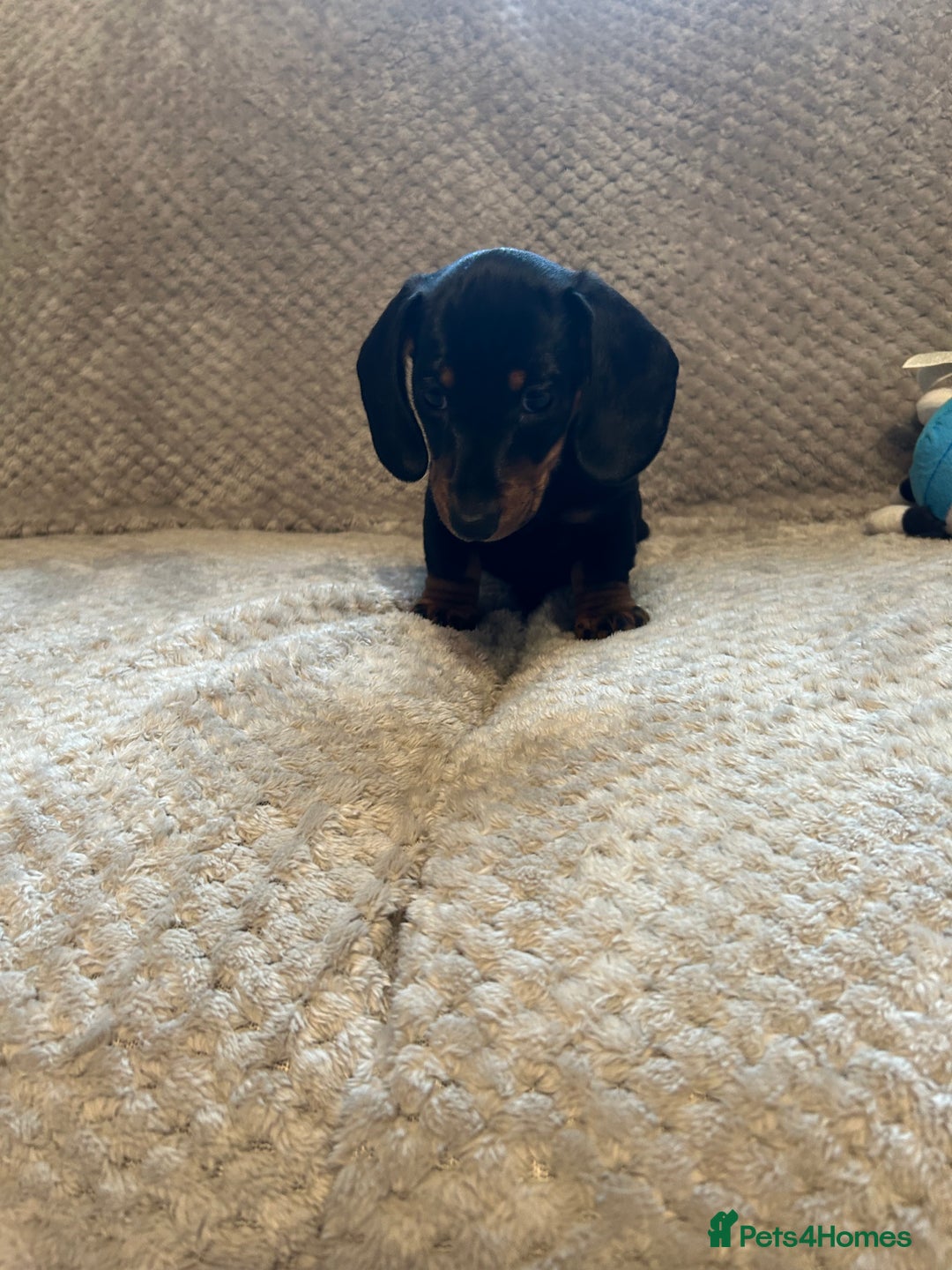 Miniature Dachshund dogs for sale: Miniature dachshund  - Image 3
