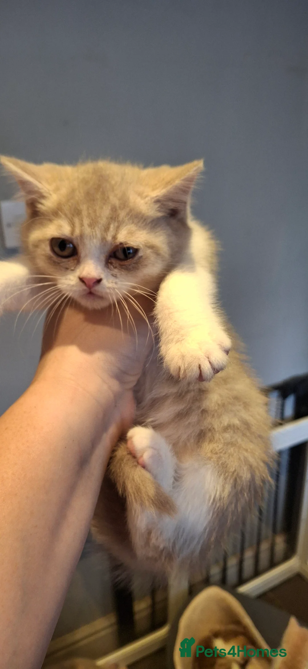 British Shorthair cats for sale: BSH british shorthair kittens - Advert 2