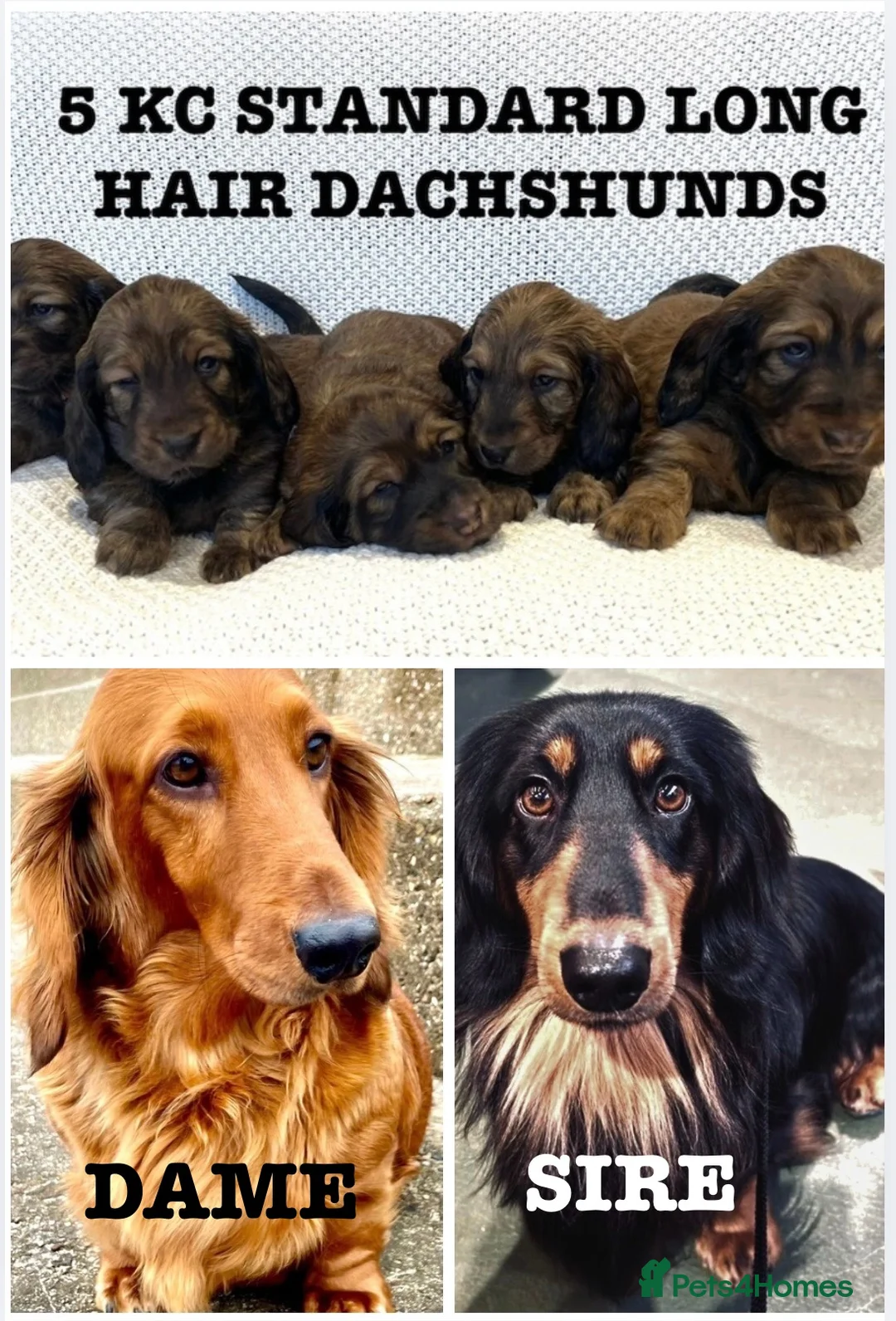 Dachshund dogs for sale: 5 KC Standard Long Hair Dachshunds - Advert 7