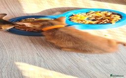 Abyssinian cats for sale: 5 abysinnian pedigree tica registered  - Image 18