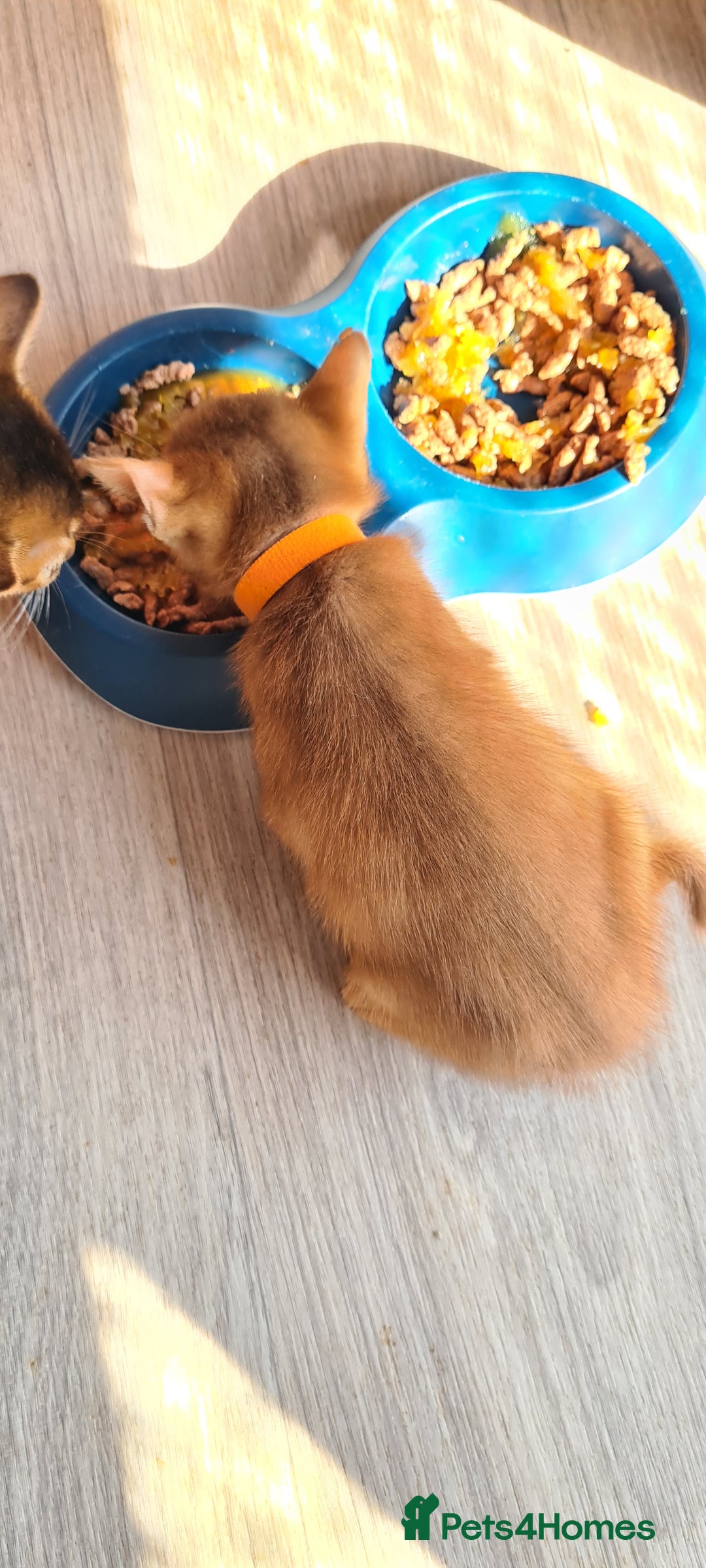 Abyssinian cats for sale: 5 abysinnian pedigree tica registered  - Image 18