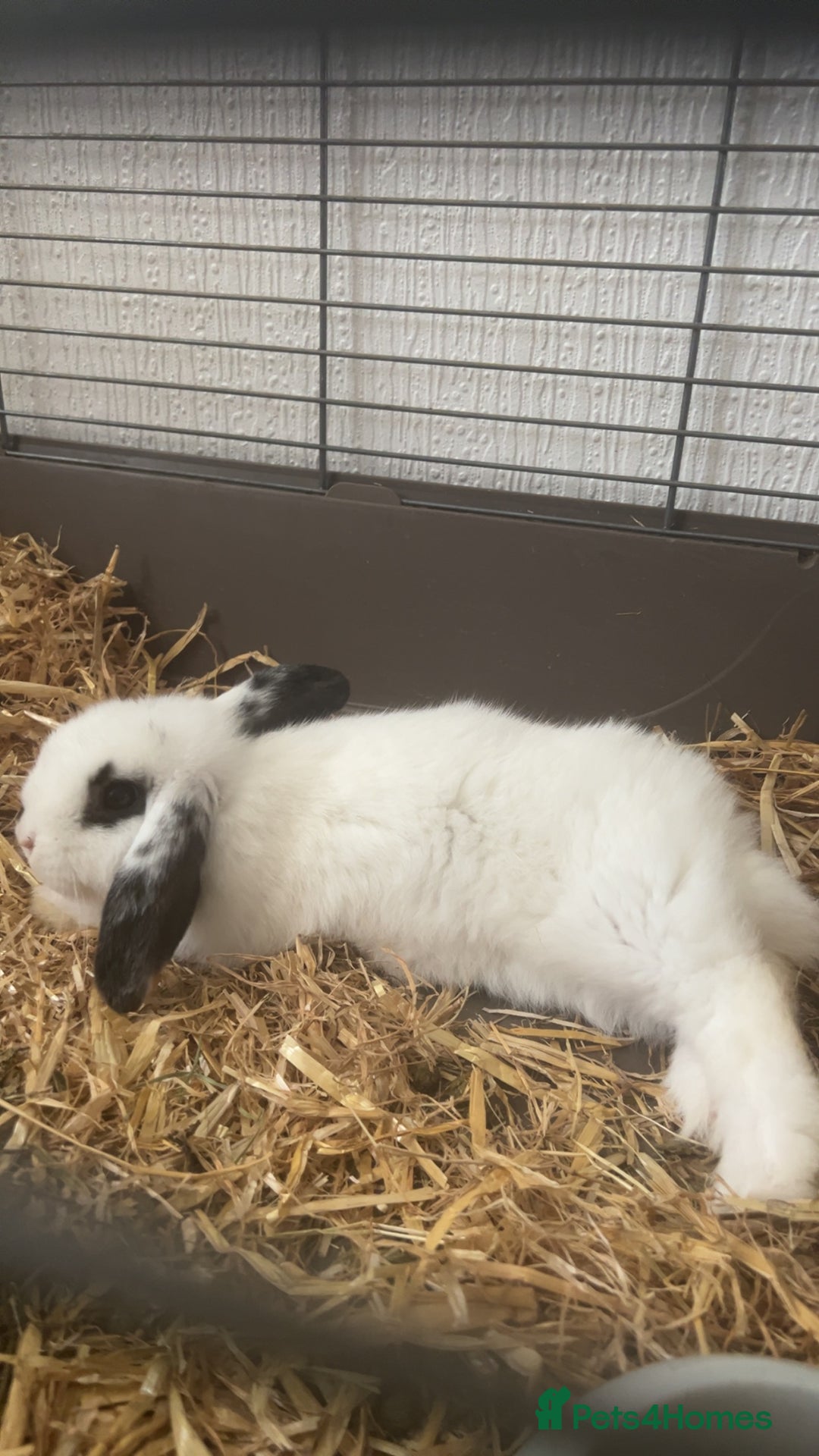Dwarf Lop rabbits for sale: Male un neutered dwarf lop in Bishop Auckland - Image 3