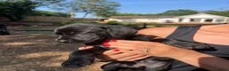 Labrador Retriever dogs for sale: 🐾  Champion Bloodline Health Tested Labradors🐾 - Advert 13