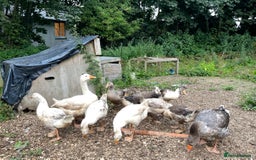 Geese poultry for sale: Embden X Toulouse Goslings  - Image 2