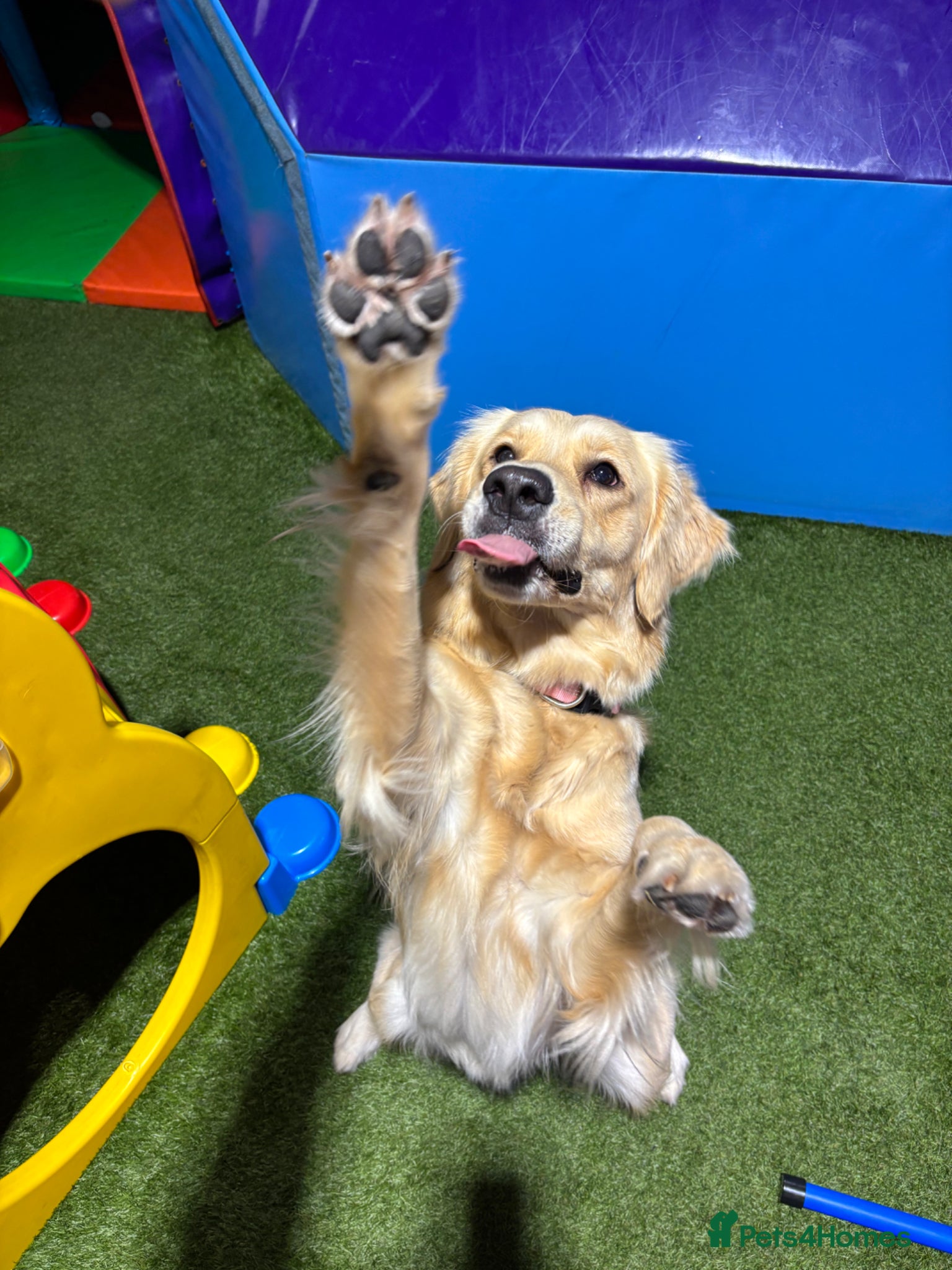 Golden Retriever dogs for sale: Golden retriever puppies waiting list open in Dawlish - Advert 2